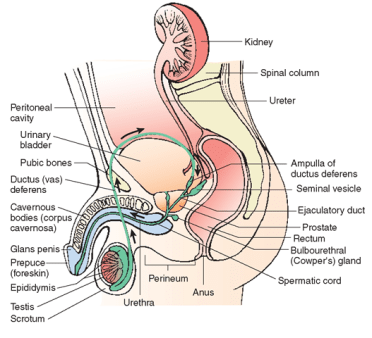 1461403451_the-ductus-deferens.png